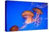 Beautiful Jelly Fishes-Jorg Hackemann-Stretched Canvas