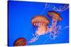 Beautiful Jelly Fishes-Jorg Hackemann-Stretched Canvas