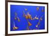 Beautiful Jelly Fishes-Jorg Hackemann-Framed Photographic Print