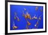 Beautiful Jelly Fishes-Jorg Hackemann-Framed Photographic Print