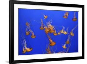 Beautiful Jelly Fishes-Jorg Hackemann-Framed Photographic Print