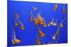 Beautiful Jelly Fishes-Jorg Hackemann-Mounted Photographic Print