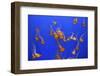 Beautiful Jelly Fishes-Jorg Hackemann-Framed Photographic Print