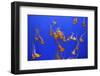 Beautiful Jelly Fishes-Jorg Hackemann-Framed Photographic Print