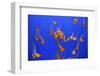 Beautiful Jelly Fishes-Jorg Hackemann-Framed Photographic Print