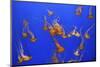 Beautiful Jelly Fishes-Jorg Hackemann-Mounted Photographic Print