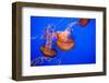 Beautiful Jelly Fishes-Jorg Hackemann-Framed Photographic Print