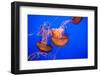 Beautiful Jelly Fishes-Jorg Hackemann-Framed Photographic Print