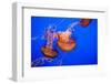 Beautiful Jelly Fishes-Jorg Hackemann-Framed Photographic Print