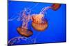 Beautiful Jelly Fishes-Jorg Hackemann-Mounted Photographic Print