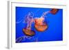 Beautiful Jelly Fishes-Jorg Hackemann-Framed Photographic Print