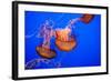 Beautiful Jelly Fishes-Jorg Hackemann-Framed Photographic Print