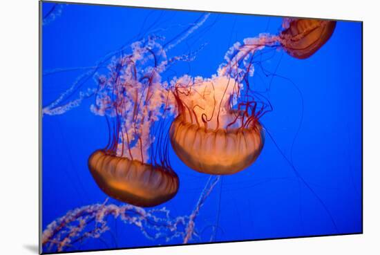 Beautiful Jelly Fishes-Jorg Hackemann-Mounted Photographic Print