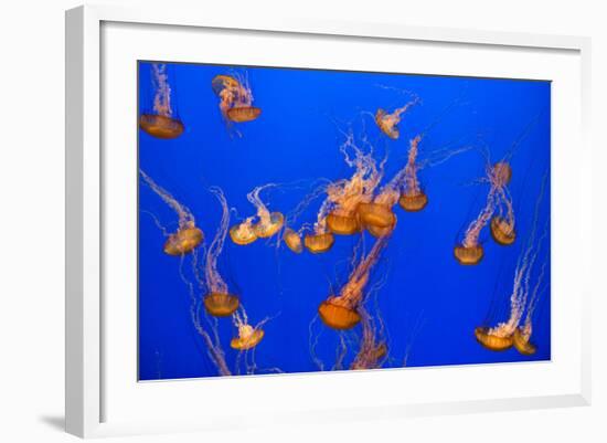 Beautiful Jelly Fishes-Jorg Hackemann-Framed Photographic Print