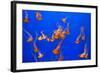 Beautiful Jelly Fishes-Jorg Hackemann-Framed Photographic Print