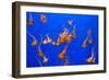 Beautiful Jelly Fishes-Jorg Hackemann-Framed Photographic Print