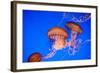 Beautiful Jelly Fishes-Jorg Hackemann-Framed Photographic Print