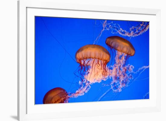 Beautiful Jelly Fishes-Jorg Hackemann-Framed Photographic Print