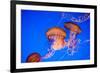 Beautiful Jelly Fishes-Jorg Hackemann-Framed Photographic Print