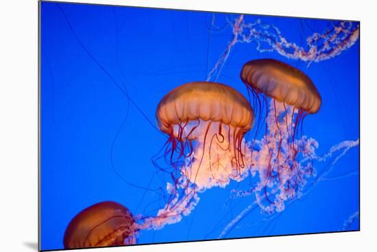 Beautiful Jelly Fishes-Jorg Hackemann-Mounted Photographic Print