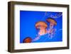Beautiful Jelly Fishes-Jorg Hackemann-Framed Photographic Print