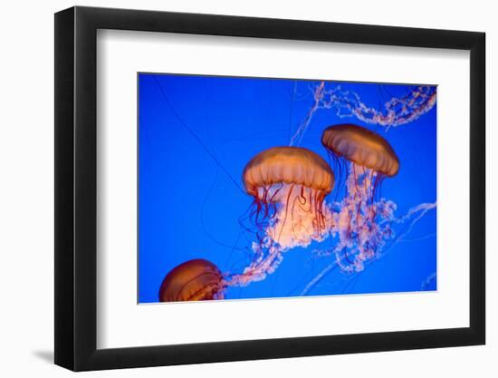 Beautiful Jelly Fishes-Jorg Hackemann-Framed Photographic Print