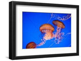 Beautiful Jelly Fishes-Jorg Hackemann-Framed Photographic Print