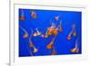 Beautiful Jelly Fishes-Jorg Hackemann-Framed Photographic Print