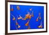 Beautiful Jelly Fishes-Jorg Hackemann-Framed Photographic Print