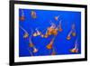 Beautiful Jelly Fishes-Jorg Hackemann-Framed Photographic Print