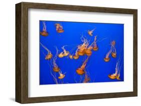 Beautiful Jelly Fishes-Jorg Hackemann-Framed Photographic Print