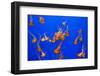 Beautiful Jelly Fishes-Jorg Hackemann-Framed Photographic Print