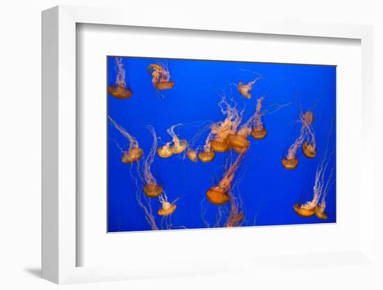 Beautiful Jelly Fishes-Jorg Hackemann-Framed Photographic Print