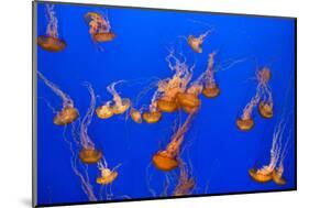 Beautiful Jelly Fishes-Jorg Hackemann-Mounted Photographic Print