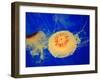 Beautiful Jellyfish in Deep Blue Sea-AndyCandy-Framed Photographic Print