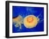 Beautiful Jellyfish in Deep Blue Sea-AndyCandy-Framed Photographic Print