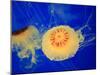 Beautiful Jellyfish in Deep Blue Sea-AndyCandy-Mounted Photographic Print