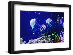 Beautiful Jellyfish, Medusa in the Neon Light with the Fishes. Aquarium with Blue Jellyfish and Lot-Dezay-Framed Photographic Print