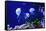 Beautiful Jellyfish, Medusa in the Neon Light with the Fishes. Aquarium with Blue Jellyfish and Lot-Dezay-Framed Stretched Canvas