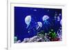 Beautiful Jellyfish, Medusa in the Neon Light with the Fishes. Aquarium with Blue Jellyfish and Lot-Dezay-Framed Photographic Print