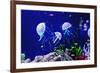 Beautiful Jellyfish, Medusa in the Neon Light with the Fishes. Aquarium with Blue Jellyfish and Lot-Dezay-Framed Photographic Print