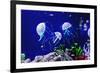 Beautiful Jellyfish, Medusa in the Neon Light with the Fishes. Aquarium with Blue Jellyfish and Lot-Dezay-Framed Photographic Print