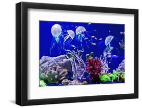Beautiful Jellyfish, Medusa in the Neon Light with the Fishes. Aquarium with Blue Jellyfish and Lot-Dezay-Framed Photographic Print