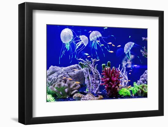 Beautiful Jellyfish, Medusa in the Neon Light with the Fishes. Aquarium with Blue Jellyfish and Lot-Dezay-Framed Photographic Print