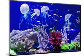 Beautiful Jellyfish, Medusa in the Neon Light with the Fishes. Aquarium with Blue Jellyfish and Lot-Dezay-Mounted Photographic Print