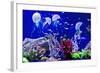 Beautiful Jellyfish, Medusa in the Neon Light with the Fishes. Aquarium with Blue Jellyfish and Lot-Dezay-Framed Photographic Print