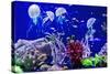 Beautiful Jellyfish, Medusa in the Neon Light with the Fishes. Aquarium with Blue Jellyfish and Lot-Dezay-Stretched Canvas