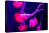 Beautiful Jellyfish Moving Slowly in Aquarium in Dubai-bloodua-Stretched Canvas