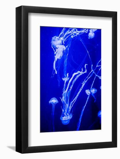 Beautiful Jellyfish Moving Slowly in Aquarium in Dubai-bloodua-Framed Photographic Print