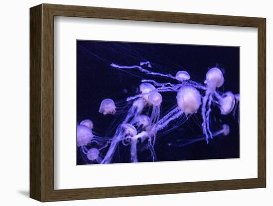 Beautiful Jellyfish Moving Slowly in Aquarium in Dubai-bloodua-Framed Photographic Print